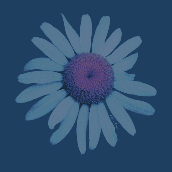 Photoreal Daisy Wall Art Photoreal Daisy Wall Art
